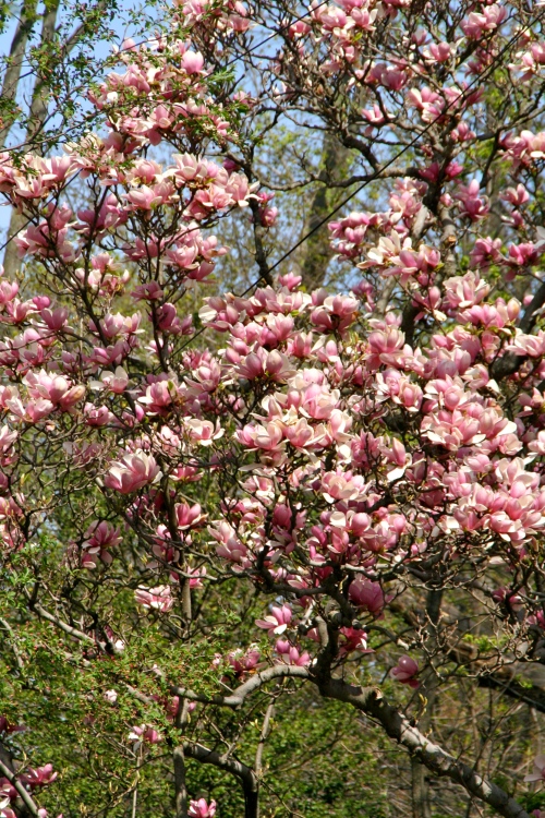 Lush magnolias...here today, gone tomorrow
